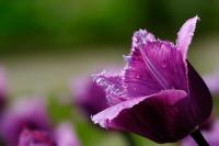 Tulpen | N°5