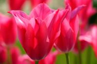 Tulpen | N°6