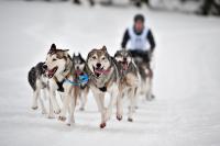 Schlittenhunderennen | N°4