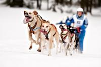 Schlittenhunderennen | N°5