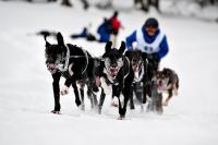 Schlittenhunderennen | N°6