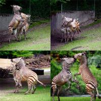 Fighting Zebras | N°1