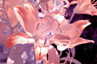 Lilien 1