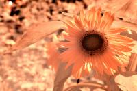 Blume der Sonne