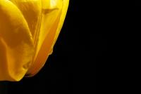Tulpen | N°3
