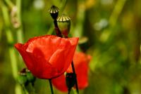 Mohn | N°1