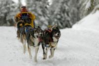 Schlittenhunderennen | N°1