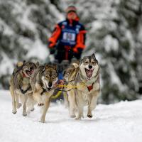 Schlittenhunderennen | N°2