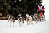 Schlittenhunderennen | N°3
